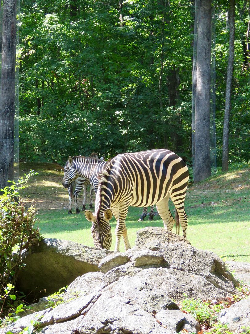 Winds of Destiny RVLife Visiting North Carolina Zoo, 9/20/2017